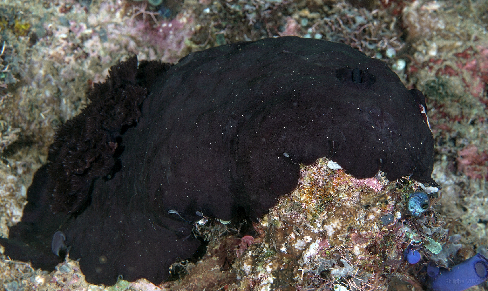 Banda Sea 2018 - DSC05891_rc - Livercolored asteronotus - tbc.jpg